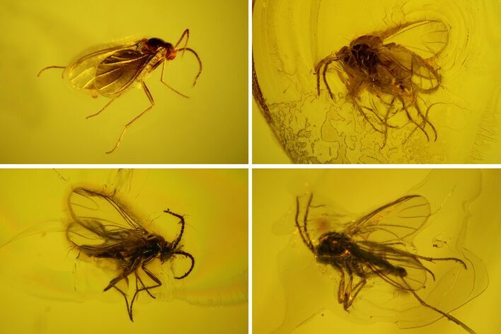 Four Fossil Flies (Diptera) In Baltic Amber - Jewelry Quality #128357